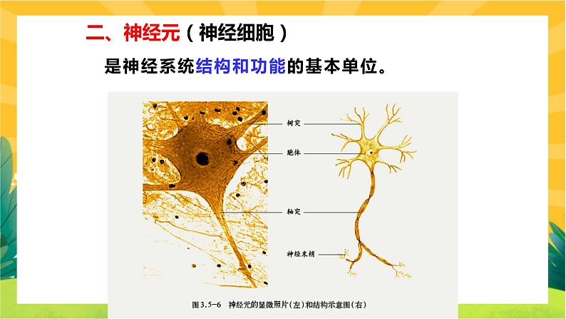 2.1神经调节的结构基础（课件PPT）第3页