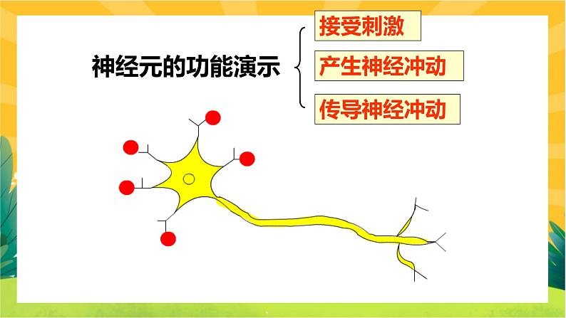 2.1神经调节的结构基础（课件PPT）第4页