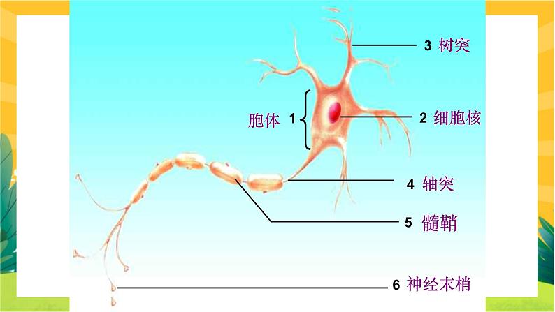 2.1神经调节的结构基础（课件PPT）第5页