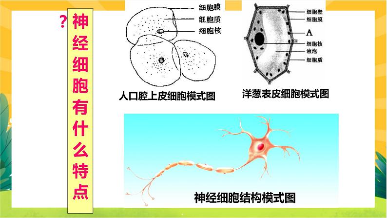 2.1神经调节的结构基础（课件PPT）第6页