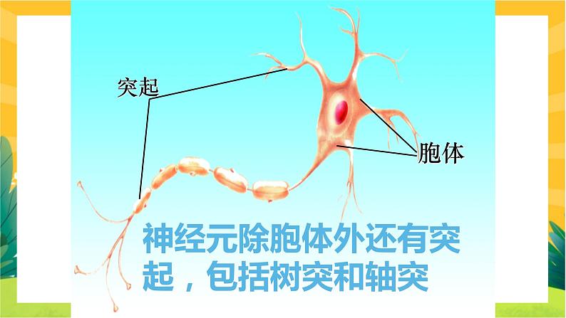 2.1神经调节的结构基础（课件PPT）第7页