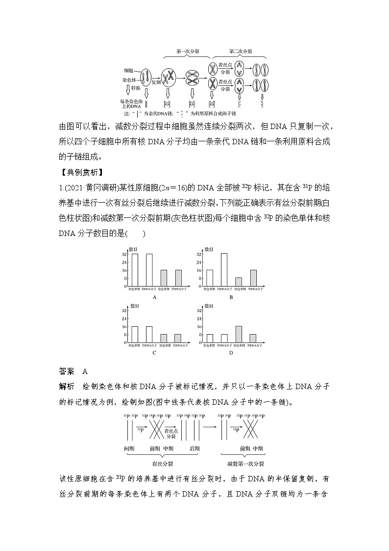 高考生物微专题（通用版）微专题8 细胞分裂过程中的同位素标记问题第2页