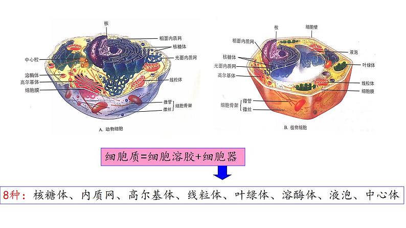 2.3 细胞质是多项生命活动的场所-【高效备课】2022-2023学年高一生物同步备课优质课件（浙科版2019必修1）01