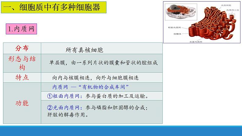 2.3 细胞质是多项生命活动的场所-【高效备课】2022-2023学年高一生物同步备课优质课件（浙科版2019必修1）04