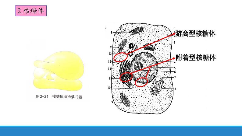 2.3 细胞质是多项生命活动的场所-【高效备课】2022-2023学年高一生物同步备课优质课件（浙科版2019必修1）05