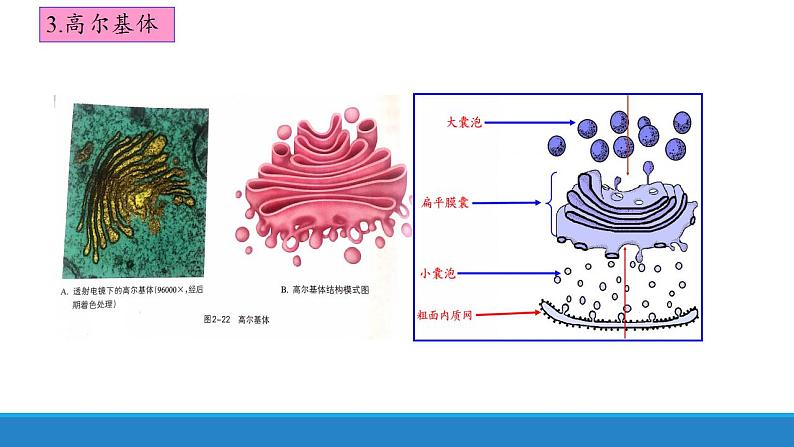 2.3 细胞质是多项生命活动的场所-【高效备课】2022-2023学年高一生物同步备课优质课件（浙科版2019必修1）07