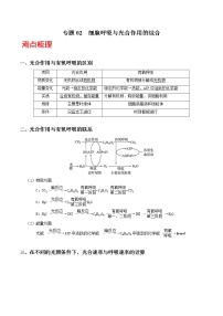 高中生物专题02  细胞呼吸与光合作用的综合（无答案）