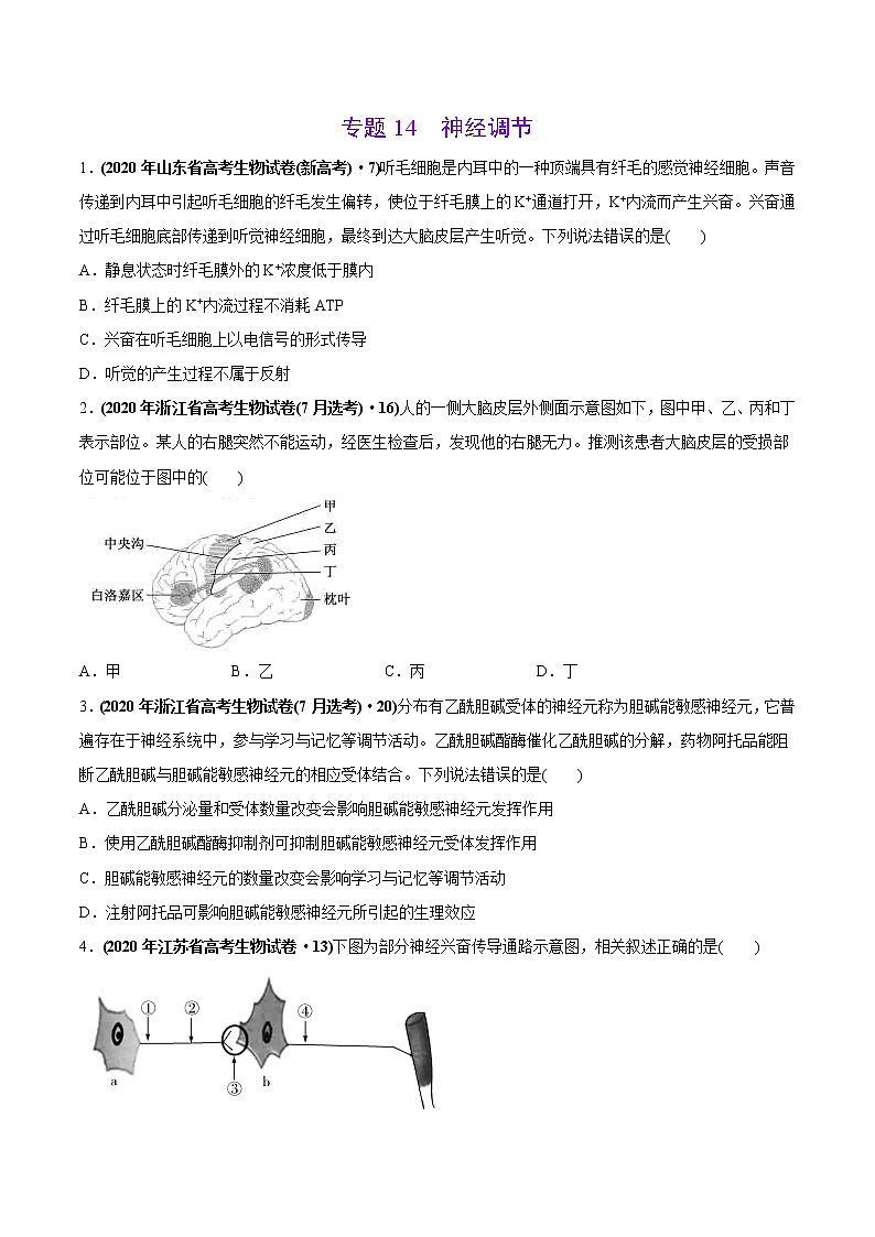 高中生物专题14 神经调节-2020年高考真题和模拟题生物分项汇编（学生版）第1页