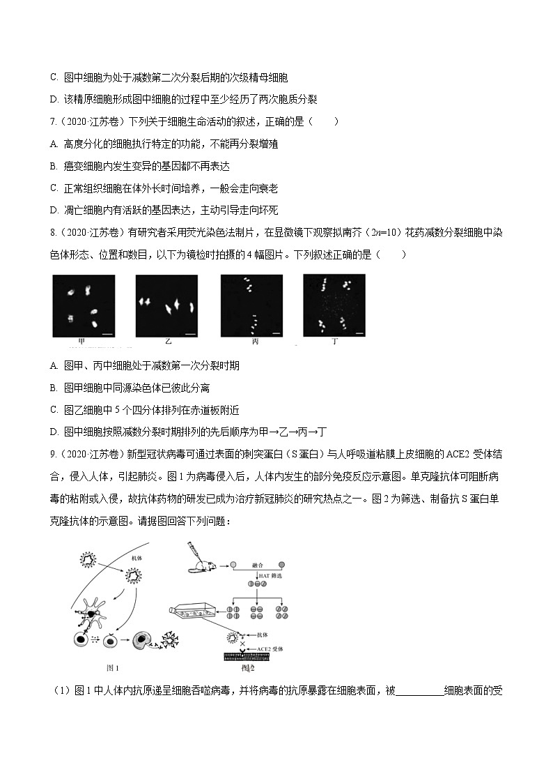 高中生物专题03 细胞的生命历程-十年（2011-2020）高考真题生物分项详解（无答案）03