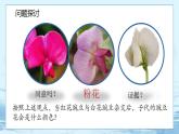 1.1 孟德尔的豌豆杂交实验（一）-高中生物 课件+练习（人教版2019 必修2）
