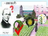 1.1 孟德尔的豌豆杂交实验（一）-高中生物 课件+练习（人教版2019 必修2）