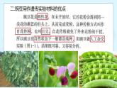 1.1 孟德尔的豌豆杂交实验（一）-高中生物 课件+练习（人教版2019 必修2）