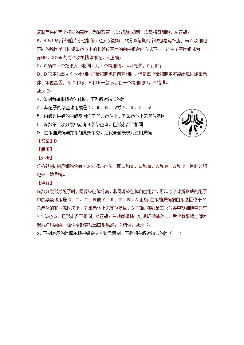 2.2 基因在染色体上（练习）（含答案解析）第3页