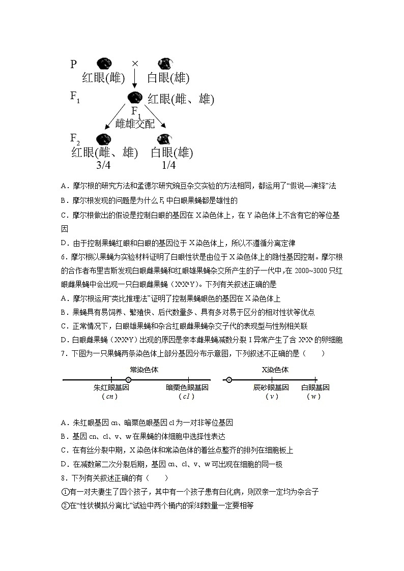 2.2 基因在染色体上（练习）第2页