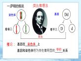 2.2 基因在染色体上-高中生物 课件+练习（人教版2019 必修2）