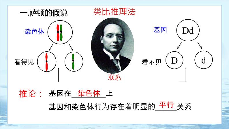 2.2 基因在染色体上-高中生物 课件+练习（人教版2019 必修2）02