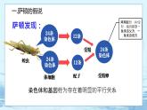 2.2 基因在染色体上-高中生物 课件+练习（人教版2019 必修2）