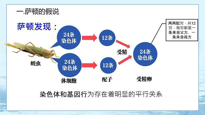 2.2 基因在染色体上-高中生物 课件+练习（人教版2019 必修2）04