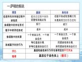 2.2 基因在染色体上-高中生物 课件+练习（人教版2019 必修2）