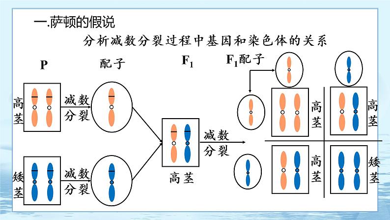 2.2 基因在染色体上-高中生物 课件+练习（人教版2019 必修2）06