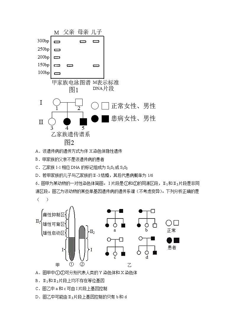 2.3 伴性遗传（练习）第2页