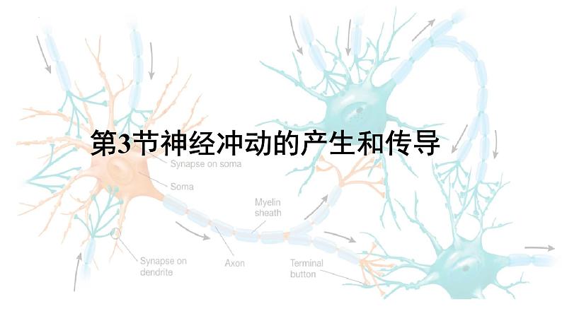 11神经冲动的产生和传导第1页