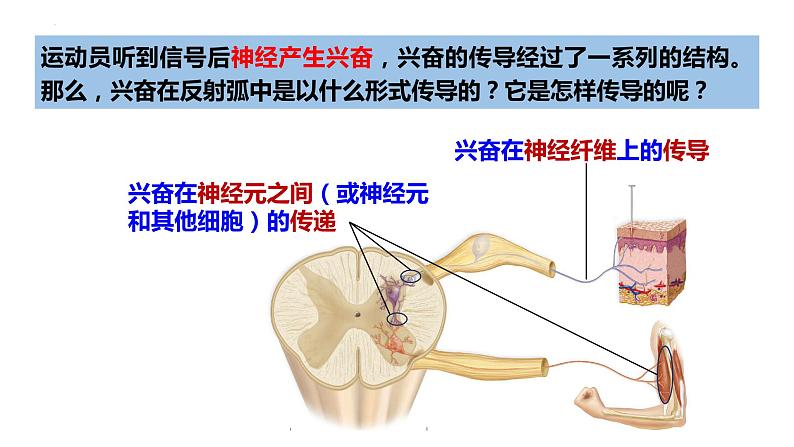 11神经冲动的产生和传导第3页