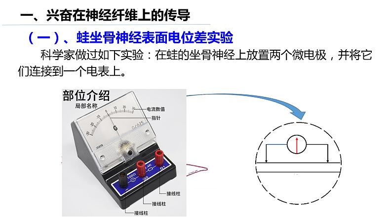 11神经冲动的产生和传导第5页