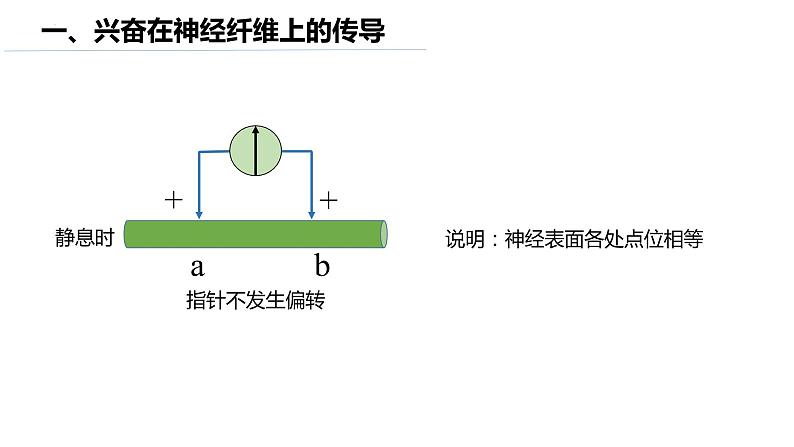 11神经冲动的产生和传导第6页