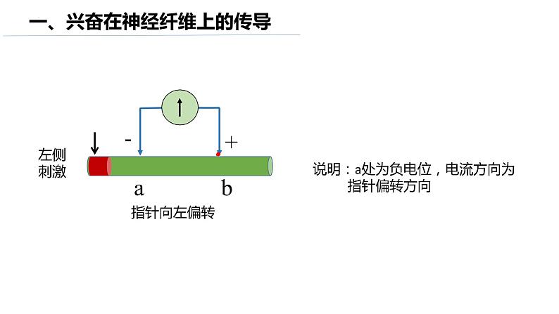 11神经冲动的产生和传导第7页