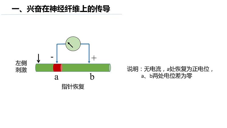 11神经冲动的产生和传导第8页