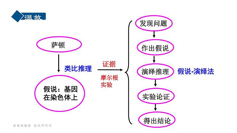 21人教版-必修2第2章第2节-基因在染色体上 课件02