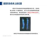 21人教版-必修2第2章第2节-基因在染色体上 课件