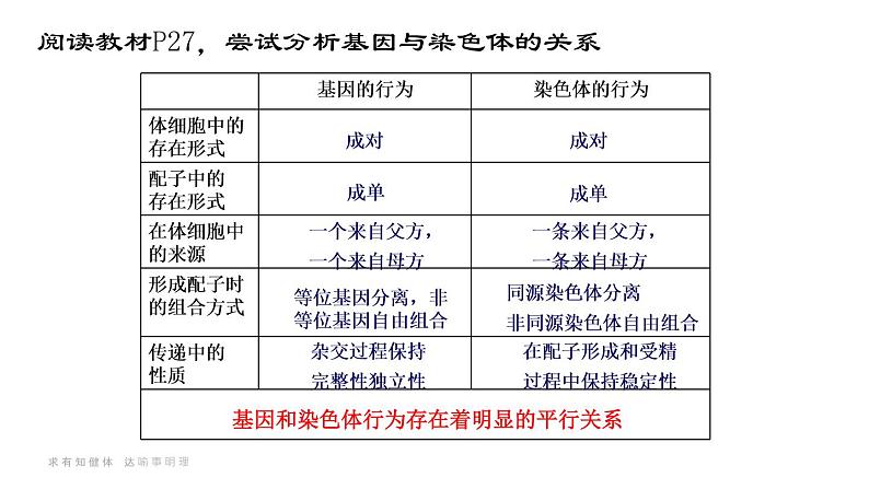 22人教版-必修2第2章第2节-基因在染色体上（第1课时） 课件07