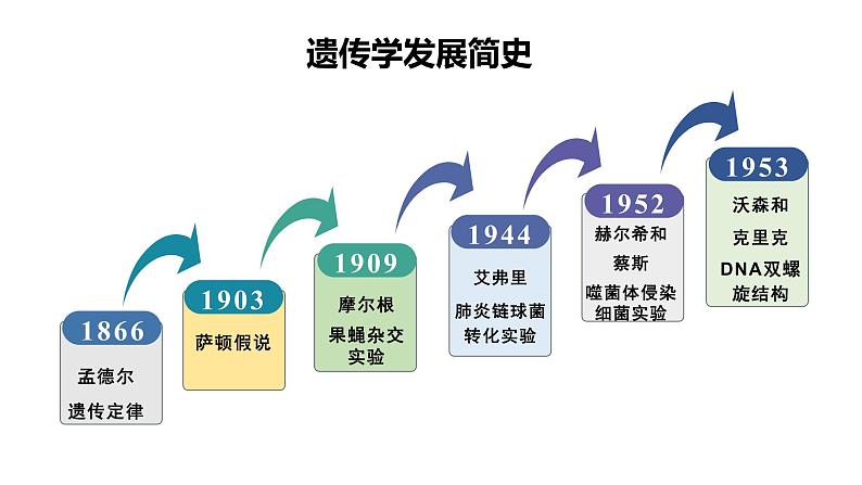 45《基因在染色体上》第2页