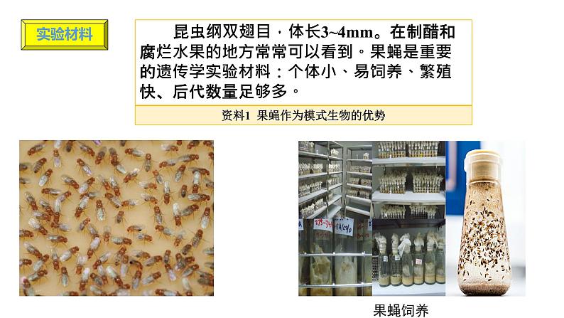 45《基因在染色体上》第6页