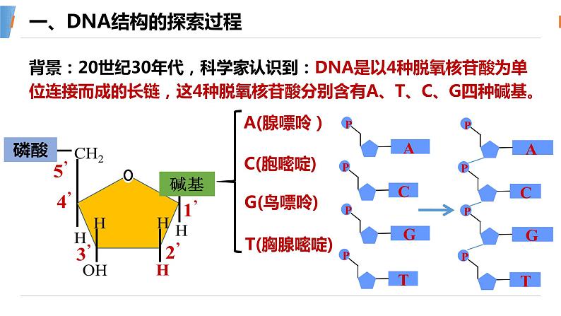 40DNA的结构第4页