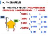 40DNA的结构 课件