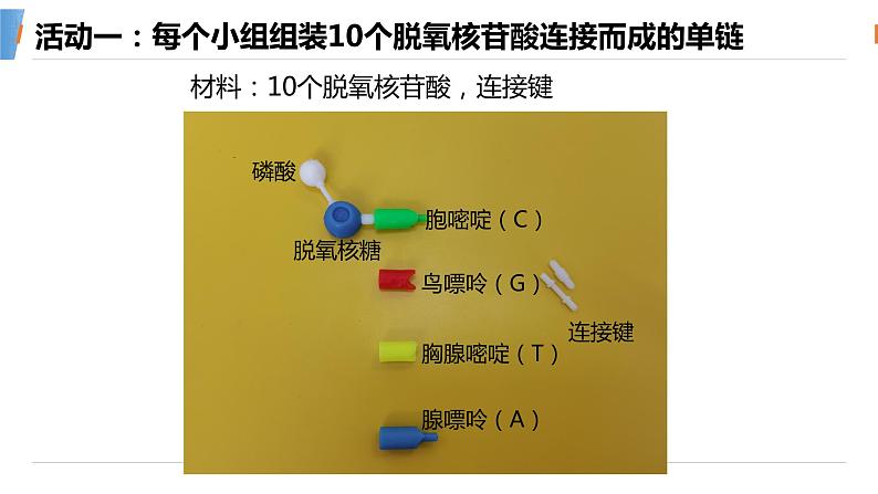 40DNA的结构第5页