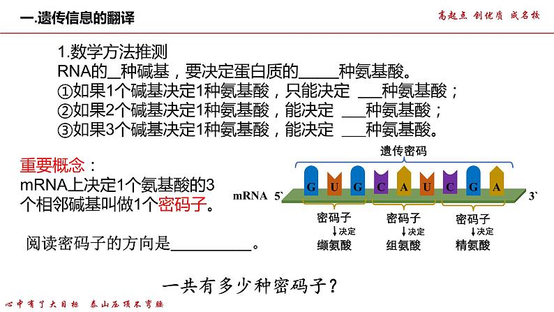 37基因指导蛋白质的合成（第2课时）第7页