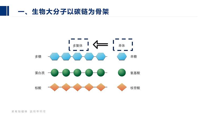 23人教版-必修1第2章第5节-核酸是遗传信息的携带者（第2课时）第7页