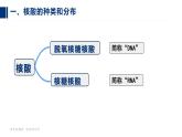 24人教版-必修1第2章第5节-核酸是遗传信息的携带者（第1课时） 课件