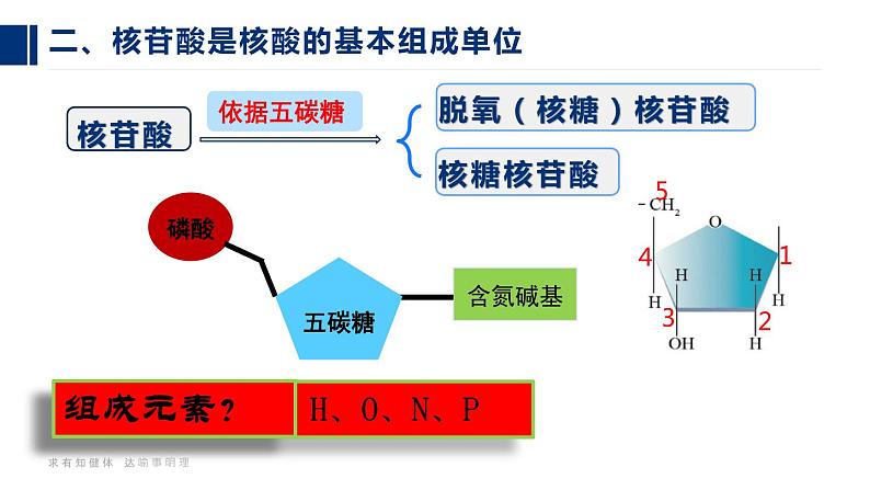 24人教版-必修1第2章第5节-核酸是遗传信息的携带者（第1课时）第7页