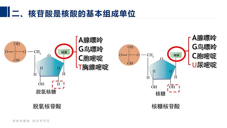 24人教版-必修1第2章第5节-核酸是遗传信息的携带者（第1课时）第8页