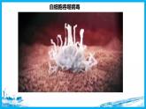 41细胞器之间的分工合作（第一课时） 课件