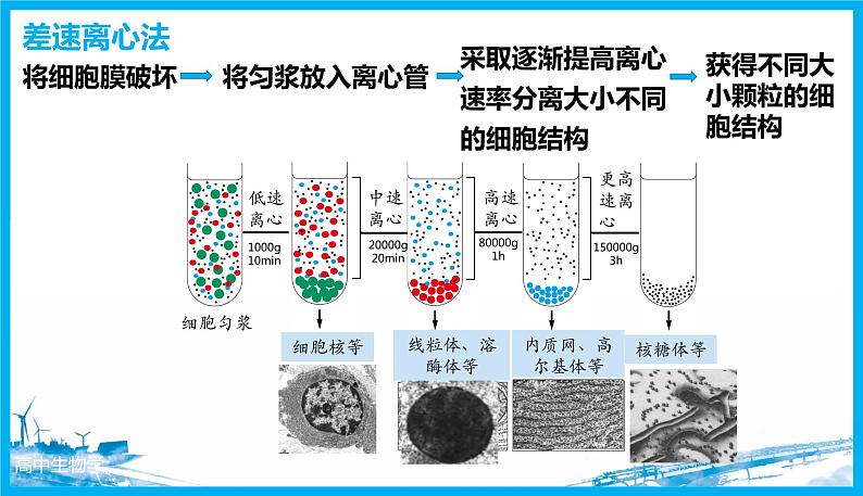 41细胞器之间的分工合作（第一课时）第7页