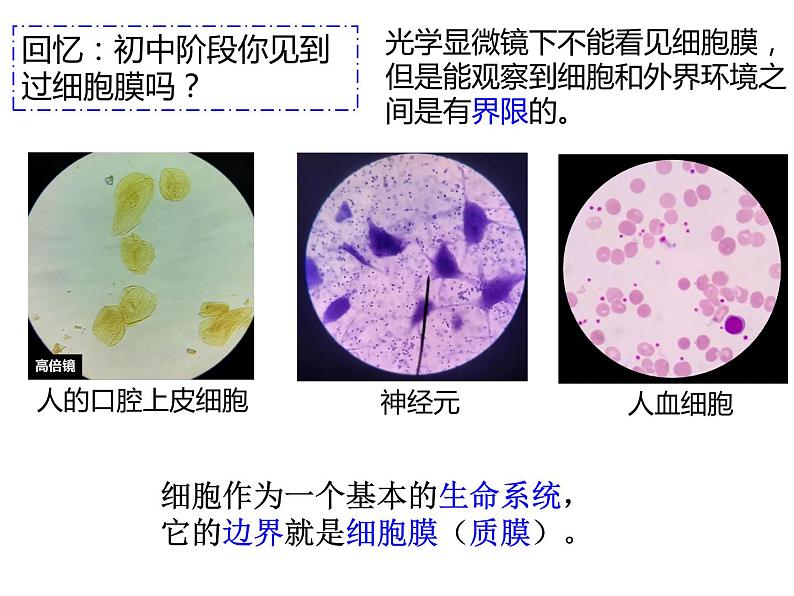 42细胞膜的结构和功能第4页