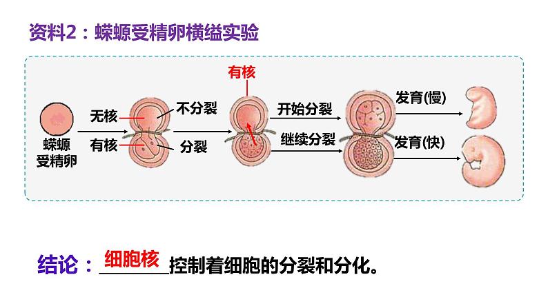 49细胞核的结构和功能课件第4页