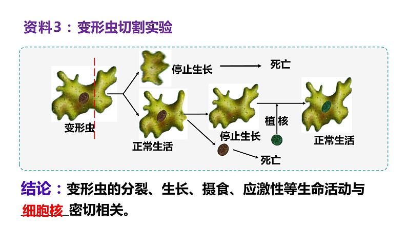 49细胞核的结构和功能课件第5页