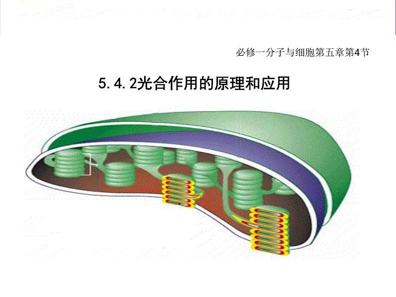 36光合作用的原理和应用第1页